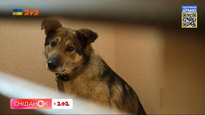 Як кияни рятують тварин, які постраждали від війни