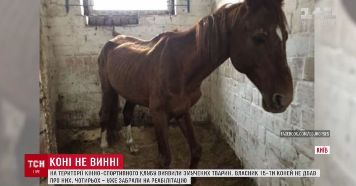 В Киеве в конюшнях конно-спортивного клуба обнаружили полтора десятка заморенных голодом лошадей
