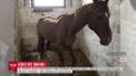 У Києві в стайнях кінно-спортивного клубу виявили півтора десятка заморених голодом коней