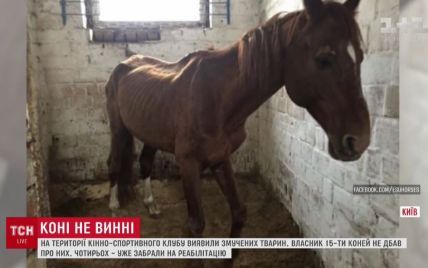 У Києві в стайнях кінно-спортивного клубу виявили півтора десятка заморених голодом коней