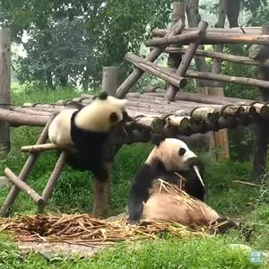 Panda Iz Kitajskogo Zooparka Smeshit V Video Polzovatelej Seti Kurezy Tsn Ua