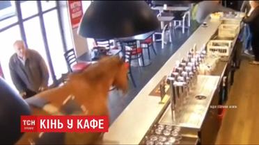 Лошадь внезапно заскочила в кафе во Франции