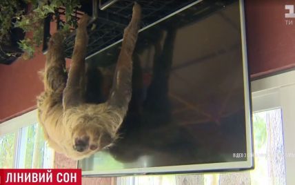 В Америке начали продавать отдых с ленивцами