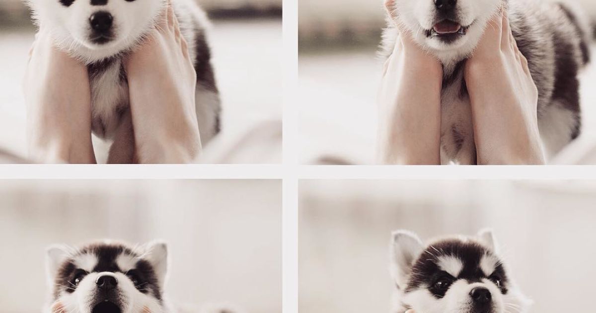 Девушка заинтересовалась этой породой три года назад / © Instagram.com/@erikaeasy