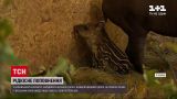 Новости Украины: в харьковском экопарке родился детеныш тапиров