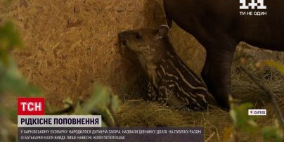 Новости Украины: в харьковском экопарке родился детеныш тапиров