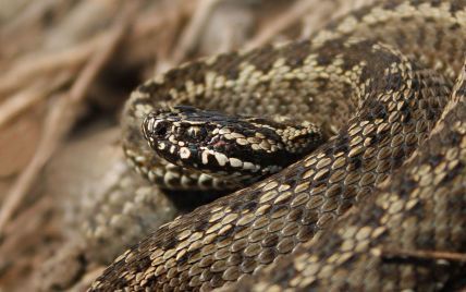В Ровенской области змея укусила 14-летнюю девушку