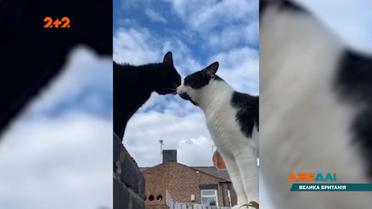 Добірка новин світу за 17 серпня 2020 року