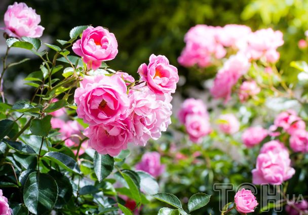 Розы / © Credits