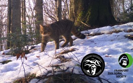 Живе у дуплах та виходить вночі: фотопастки зафільмували найзагадковішого жителя Карпат кота лісового