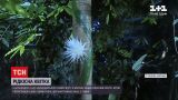 Новости мира: ботанический сад в Великобритании транслировал цветение редкого кактуса