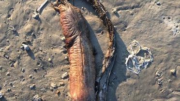 Ураган "Гарві" виніс на техаський пляж таємничу істоту із гострими зубами_2 / © Twitter.com/preetalina