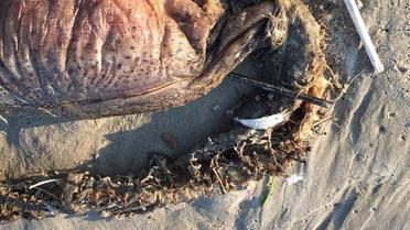 Ураган "Гарві" виніс на техаський пляж таємничу істоту із гострими зубами_3 / © Twitter.com/preetalina