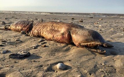 Ученый идентифицировал безглазого и зубастого монстра, которого ураганом выбросило на пляж в Техасе
