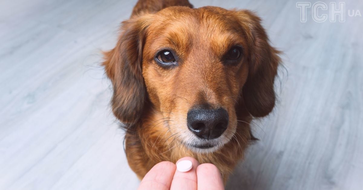 Витаминно-минеральные добавки в рационе животных: когда давать и нужно ли