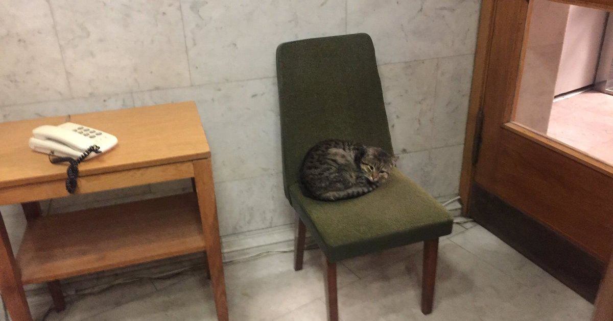 МЗС взяло на роботу смугастого кота з вулиці