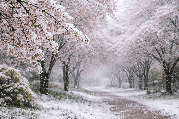 На Україну насуваються сніг і мороз: синоптикиня ошелешила прогнозом