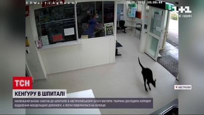 Новини світу: до австралійської лікарні завітало маленьке кенгуру