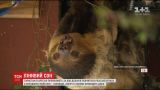 За 600 долларов туристам штата Орегон предлагают пожить рядом с ленивцами