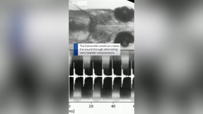 Самая маленькая в мире рыбка издает звуки, громче перфоратора