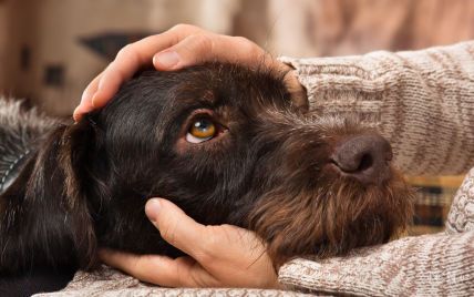 Гипоаллергенная собака: какие породы не заставят вас плакать