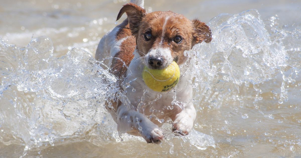 Отказали не из-за языка, а потому, что пес агрессивный: в Киеве владелица груминг-салона объяснила причину конфликта