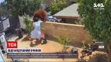 Новости мира: американка выгнала из собственного двора медведицу, чтобы она не разодрала ее собак