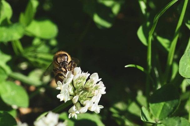 Народні прикмети 17 травня / © pexels.com