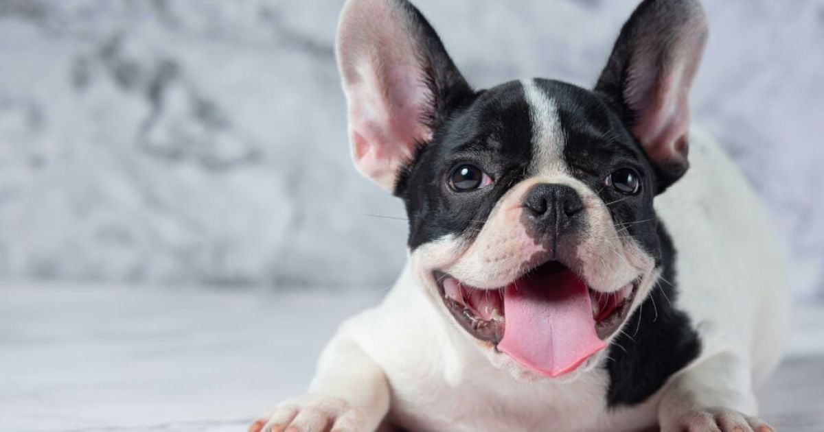 Французький бульдог