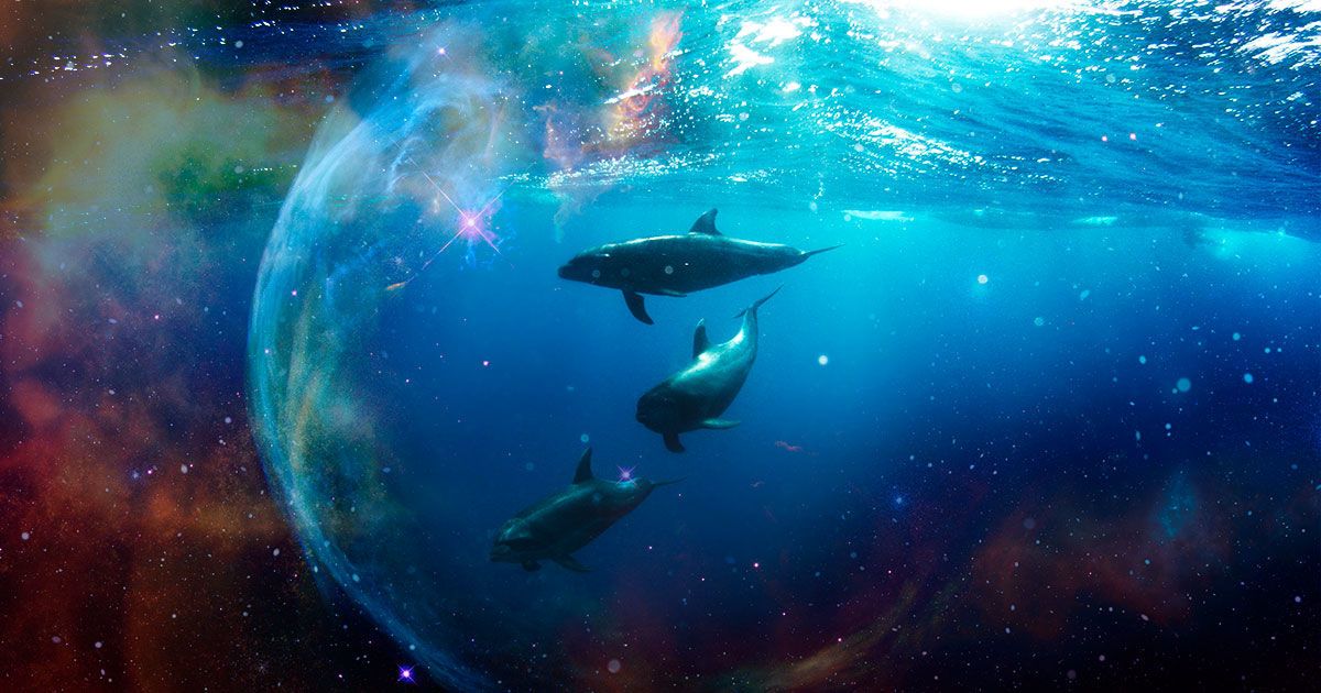 Дни дельфина в 2020 году — очень неблагоприятный период