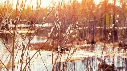 Весняний пейзаж