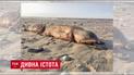 После урагана "Харви" на американском пляже нашли странное существо