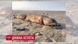 После урагана "Харви" на американском пляже нашли странное существо