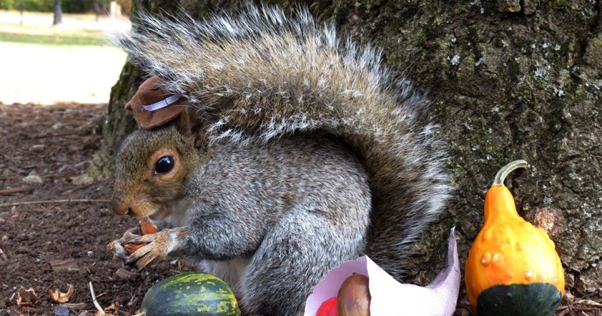 Белка-модница Снизи / © Sneezy The Penn State Squirrel / Facebook