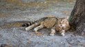 Жінка знущалася з кота