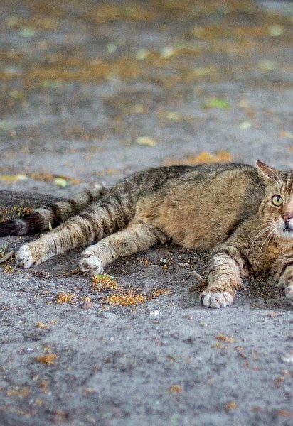 Жінка знущалася з кота