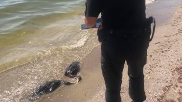 Мертві баклани в Луговому / © Фото з відкритих джерел