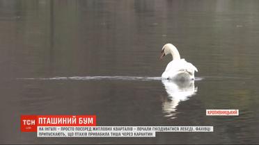 На Ингуле прямо посреди жилых кварталов начали гнездиться лебеди