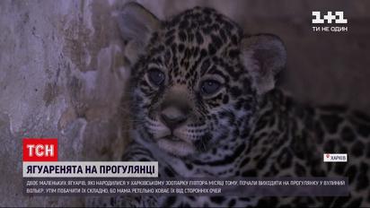 Новини України: у харківському екопарку з`явилися на світ двоє ягуарів