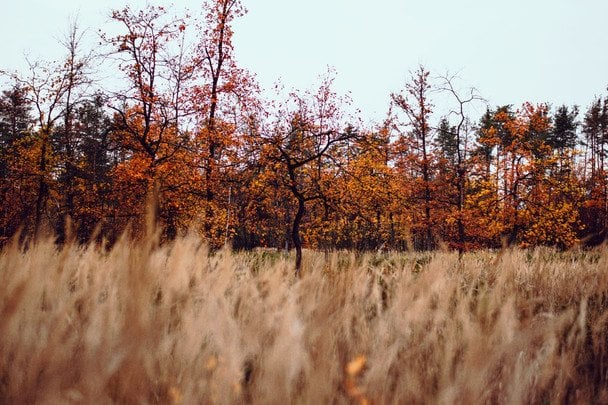 Народні прикмети 5 жовтня / © pexels.com