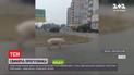 Свиная прогулка: по улицам Сум разгуливал поросенок