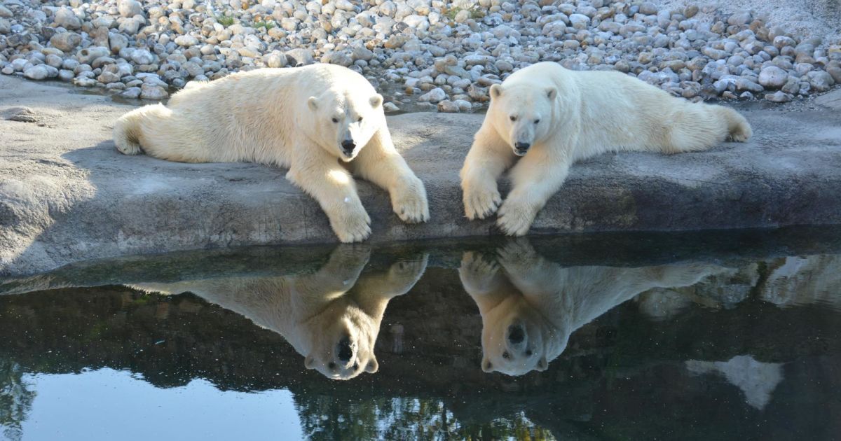 Міграція білих ведмедів