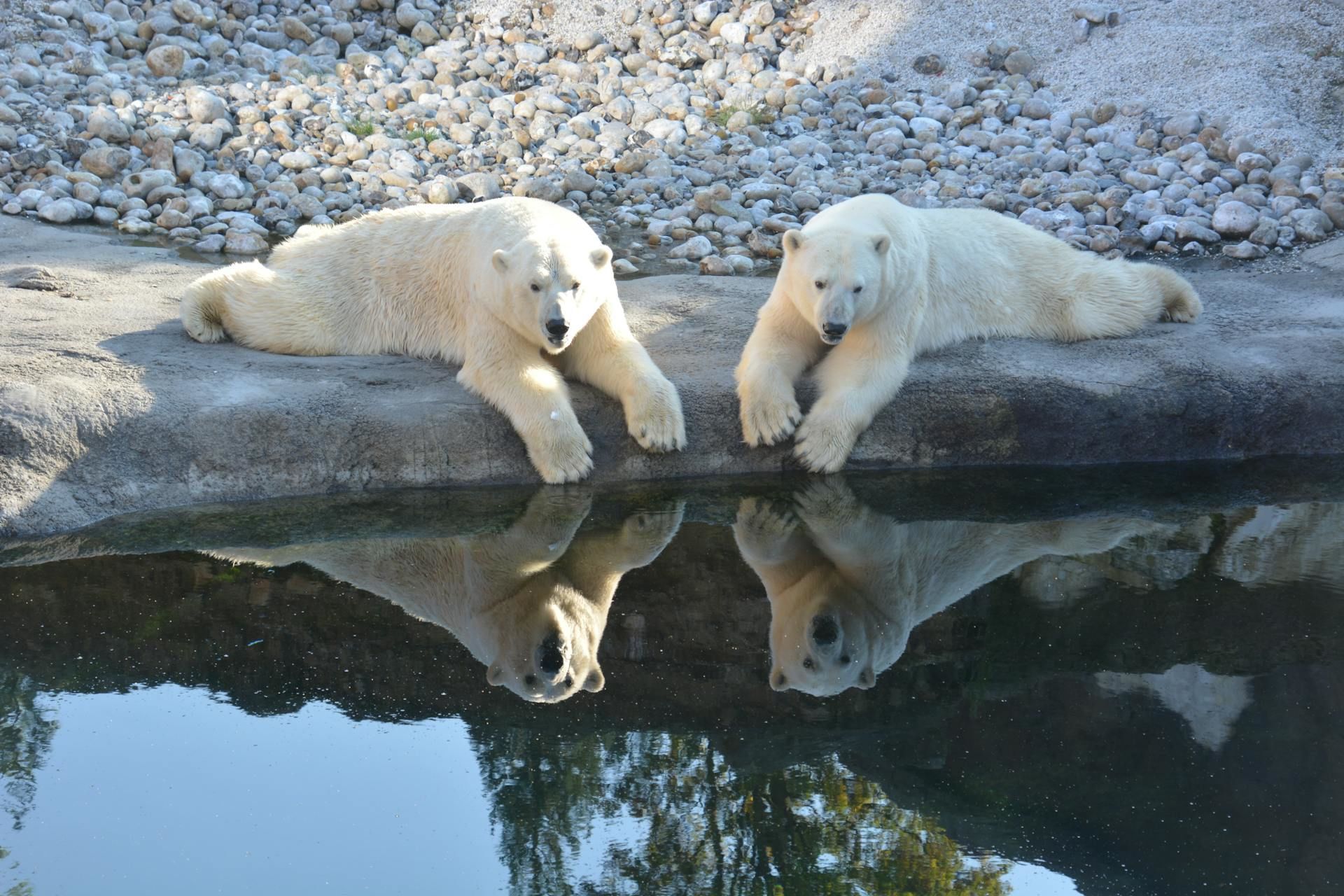 27 лютого в Україні і світі святкують Міжнародний день полярного ведмедя / © Pexels