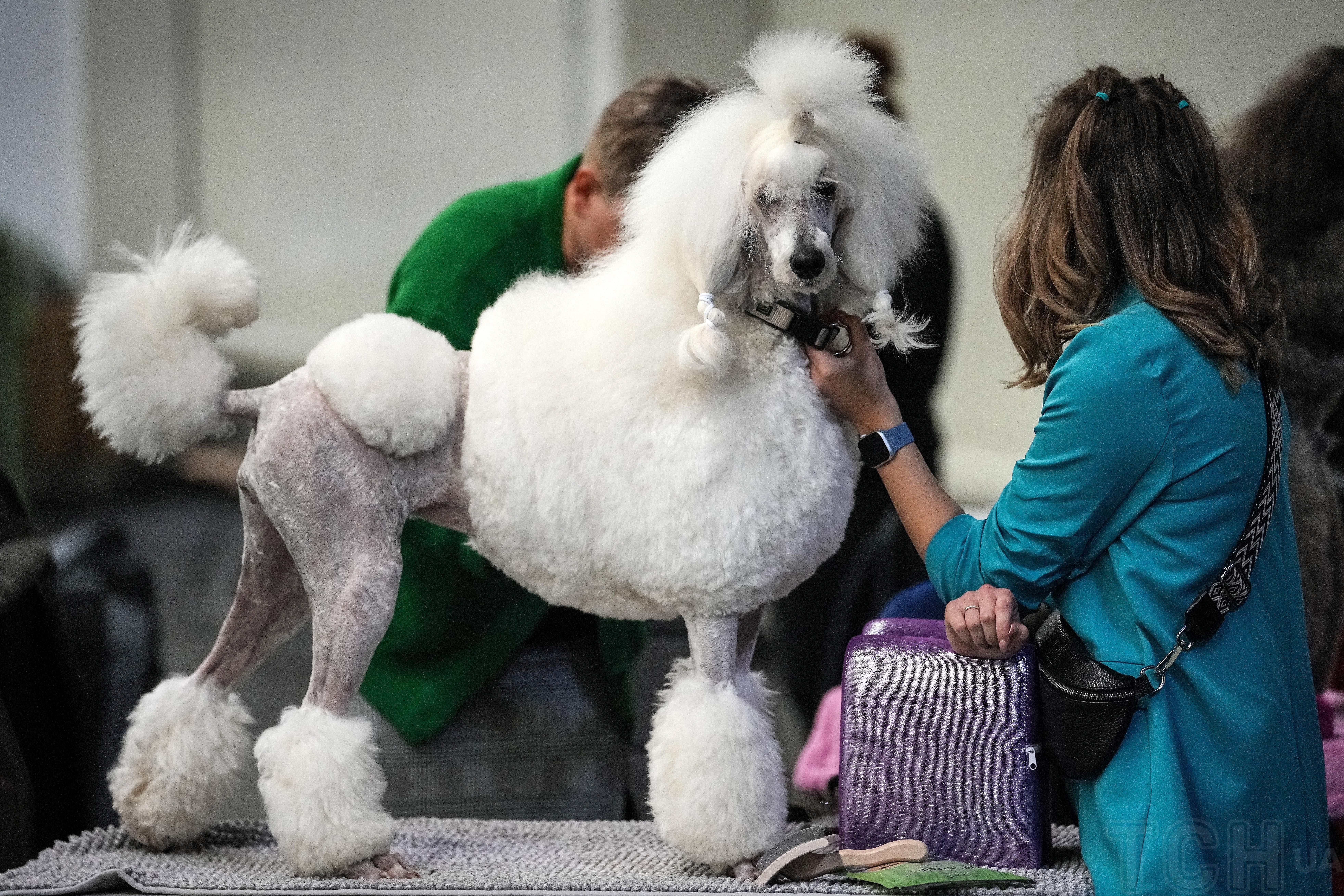 Пудель / © Associated Press