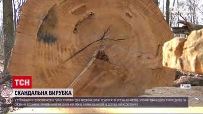 Новости Украины: что случилось с дубами-великанами в Голосеевском парке столицы