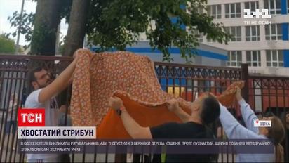 Новини України: в Одесі кіт злякався рятувальників і зістрибнув з верхівки дерева