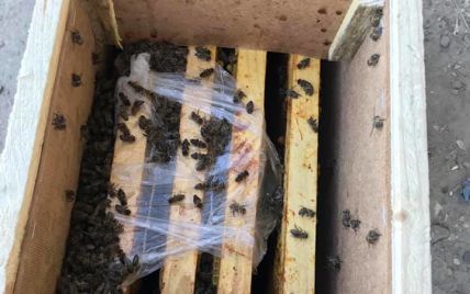 Це сталось вперше: в "Укрпошті" відреагували на загибель під час транспортування 8 мільйонів бджіл