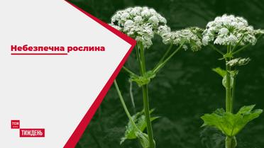 Опаснее укуса гадюки: почему следует остерегаться борщевика