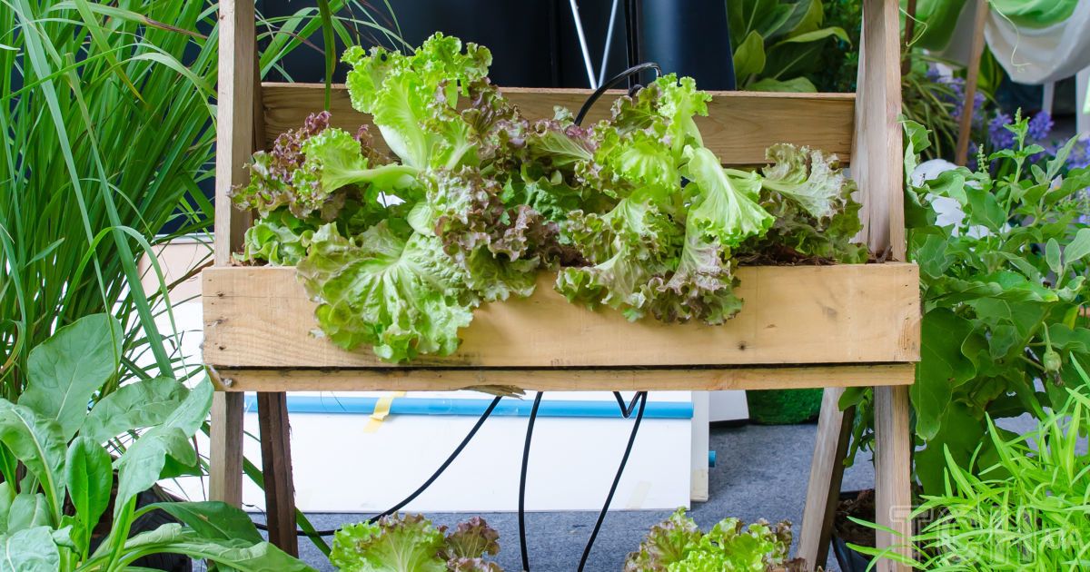 Вони їх просто не їдять: 17 овочів, стійких до слимаків