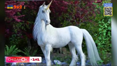 Какими животными хотели бы стать украинские дети – Опрос "Сниданка"